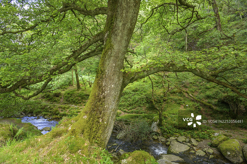 爱尔兰威克洛郡布罗卡格格兰达洛格威克洛山国家公园普尔纳斯瀑布附近的森林图片素材