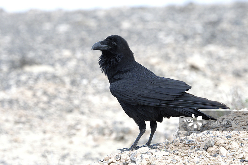 渡鸦（Corvus corax）半荒漠，富埃特文图拉岛，西班牙图片素材