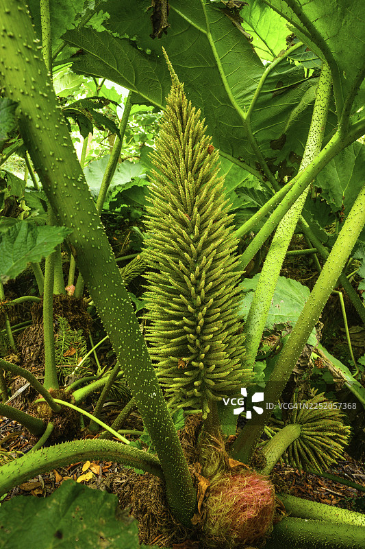 巨型大黄（Gunnera manicata）的 the inflorescence，爱尔兰威克洛郡邓甘斯敦国家植物园基尔马库拉分园图片素材