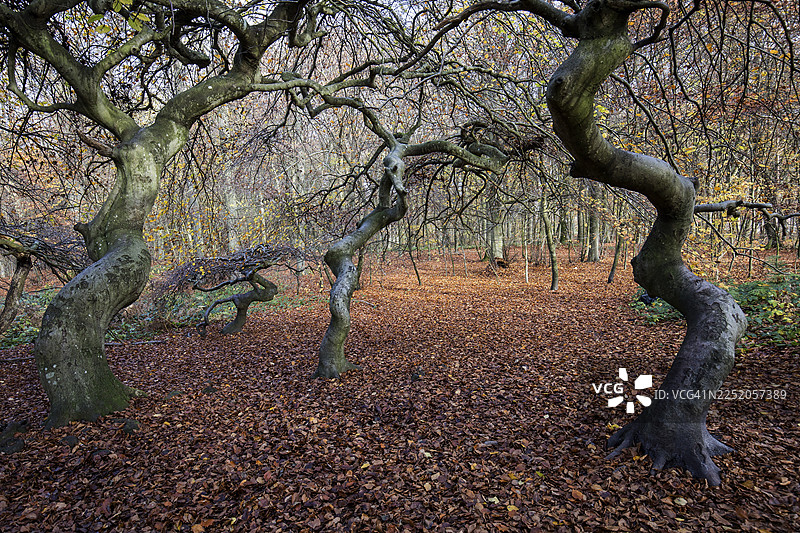 苏恩特尔布赫（欧洲山毛榉），畸形山毛榉，女巫森林，森佩尔森林公园，靠近利茨，吕根岛，梅克伦堡-前波美拉尼亚，德国图片素材