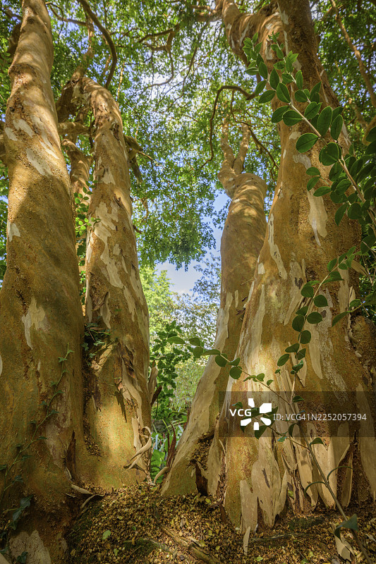 卢马阿皮库拉塔，国家植物园，基尔马库拉，邓根斯敦，威克洛郡，爱尔兰图片素材