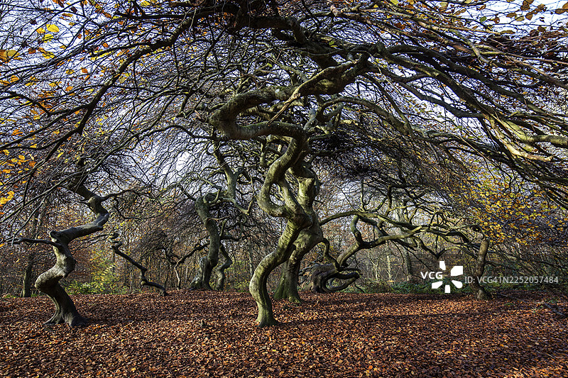 苏恩特尔布赫（欧洲山毛榉），跛脚山毛榉，女巫森林，森佩尔森林公园，靠近利茨，吕根，梅克伦堡-前波美拉尼亚，德国图片素材