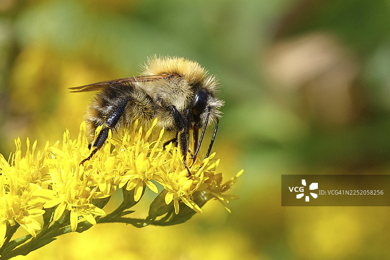 田野熊蜂（Bombus pascuorum）在加拿大一枝黄花（Solidago canadensis）花上采集花蜜，特写，德国北莱茵-威斯特法伦州威尔恩斯多夫图片素材