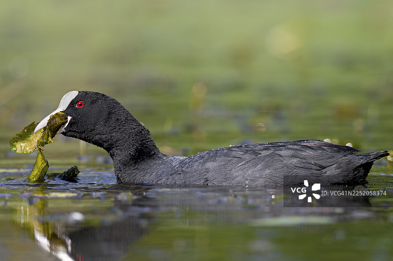 一只鸊鷉（Fulica atra）正在德国觅食，它似乎很喜欢睡莲的叶子图片素材