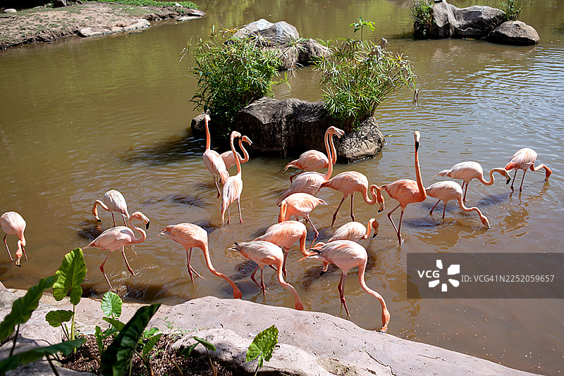 一群粉白色火烈鸟站在池塘里涉水图片素材