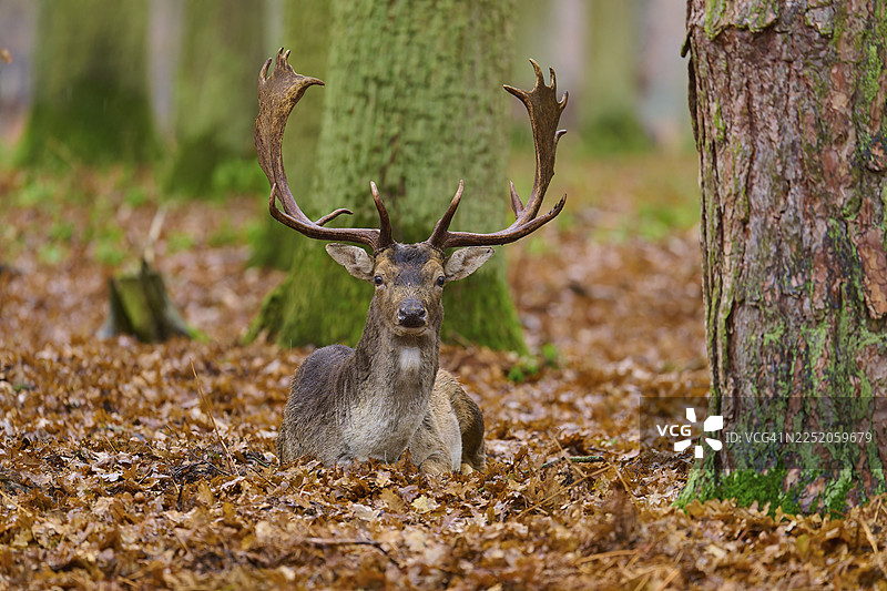 一只雄鹿躺在落满树叶的秋季森林中，可以看到粗大的树干，欧洲黇鹿（Dama dama），德国黑森州图片素材