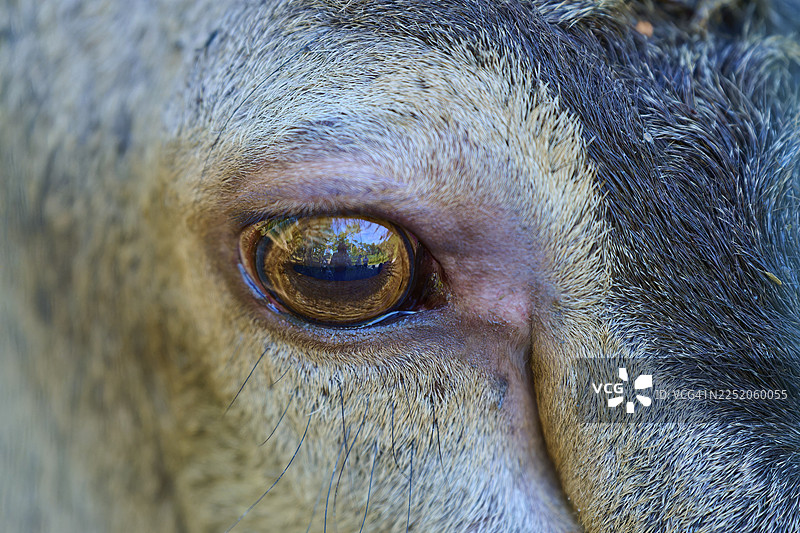 特写镜头，动物的眼睛带有反光和精细的毛发结构，欧洲马鹿（Cervus elaphus），德国黑森州图片素材