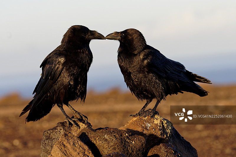 渡鸦（Corvus corax），一对，半荒漠，富埃特文图拉，西班牙图片素材