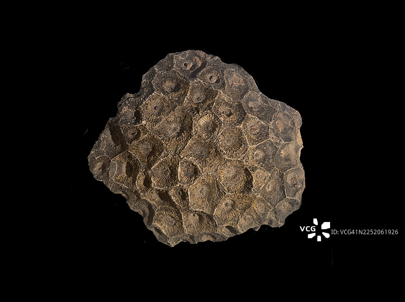 六射珊瑚，化石珊瑚，化石，石化，泥盆纪，化石，泥盆纪中期，约3.95亿年前，布迪布，埃西穆尔，阿尔尼夫，摩洛哥图片素材