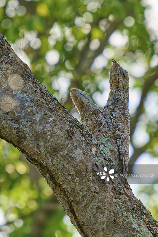 阳光下，一只成年鸟与一只幼鸟栖息在树干上，周围环绕着绿色的树叶，巨型夜莺（Nyctibius grandis），潘塔纳尔，联合国教科文组织生物圈保护区，世界遗产，马托格罗索，巴西图片素材