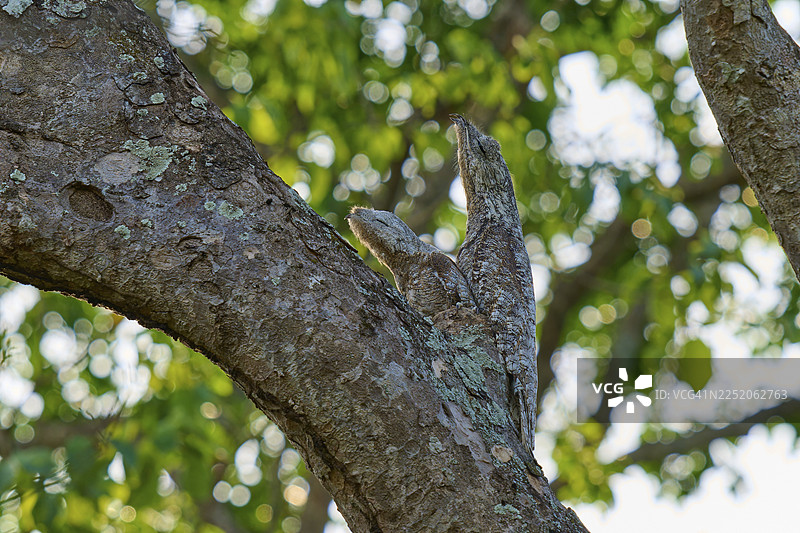 一只幼鸟与树皮融为一体，隐藏在茂密的绿叶下，大巨鸟（Nyctibius grandis），南潘塔纳尔，联合国教科文组织生物圈保护区，世界遗产，马托格罗索，巴西图片素材
