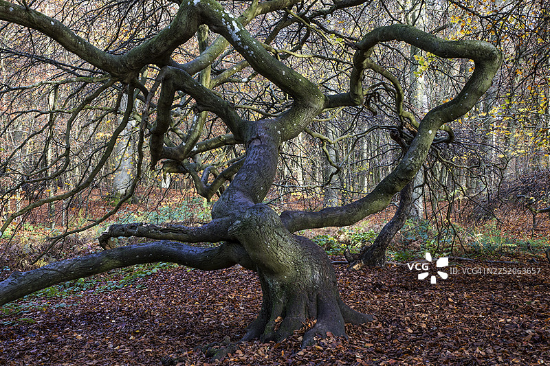 苏特尔布赫（欧洲山毛榉），畸形山毛榉，女巫森林，森佩尔森林公园，利茨附近，吕根，梅克伦堡-前波美拉尼亚，德国图片素材