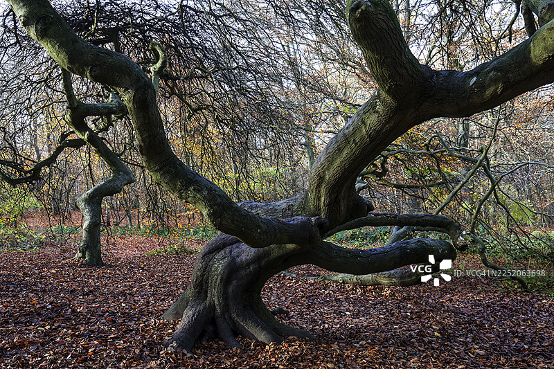 苏恩特尔布赫（欧洲山毛榉），残疾山毛榉，女巫森林，森佩尔森林公园，靠近利茨，吕根，梅克伦堡-前波美拉尼亚，德国图片素材
