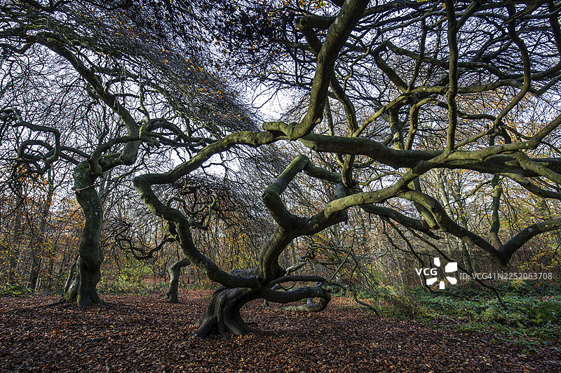 苏恩特尔布痕（欧洲山毛榉），畸形山毛榉，女巫森林，森佩尔森林公园，靠近利茨，吕根岛，梅克伦堡-前波美拉尼亚，德国图片素材