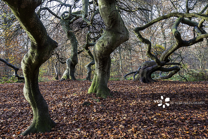 苏特尔布赫（欧洲山毛榉），残疾山毛榉，女巫森林，森佩尔森林公园，靠近利措，吕根，梅克伦堡-前波美拉尼亚，德国图片素材