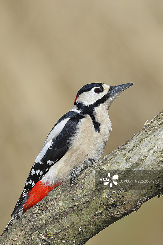 大斑啄木鸟（Dendrocopos major），雄性，栖息在树枝上，野生动物，动物，鸟类，啄木鸟，维尔恩斯多夫，北莱茵-威斯特法伦州，德国图片素材