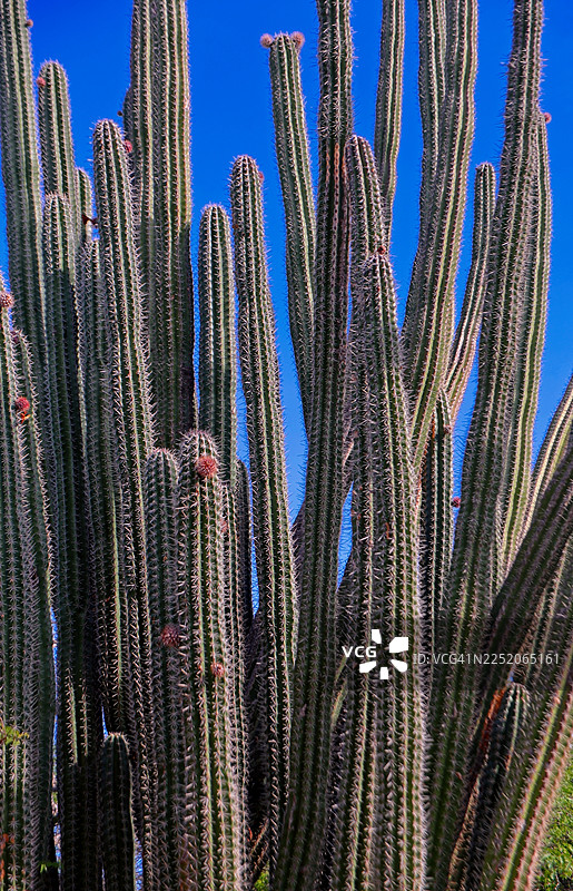 柱状仙人掌图片素材