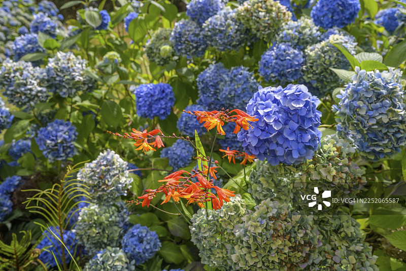 蓝色绣球花，爱尔兰威克洛郡邓甘斯敦国家植物园基尔马库拉格分园图片素材