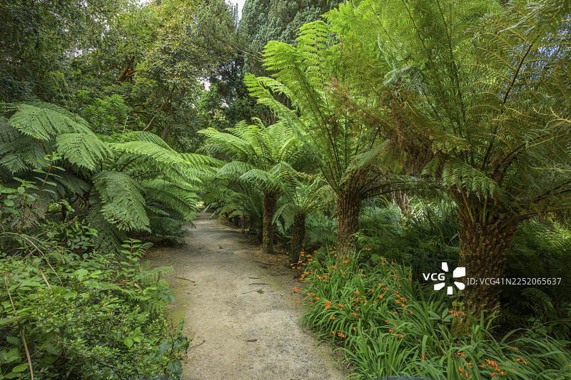 树蕨，国家植物园，基尔马库拉，邓甘斯敦，威克洛郡，爱尔兰图片素材