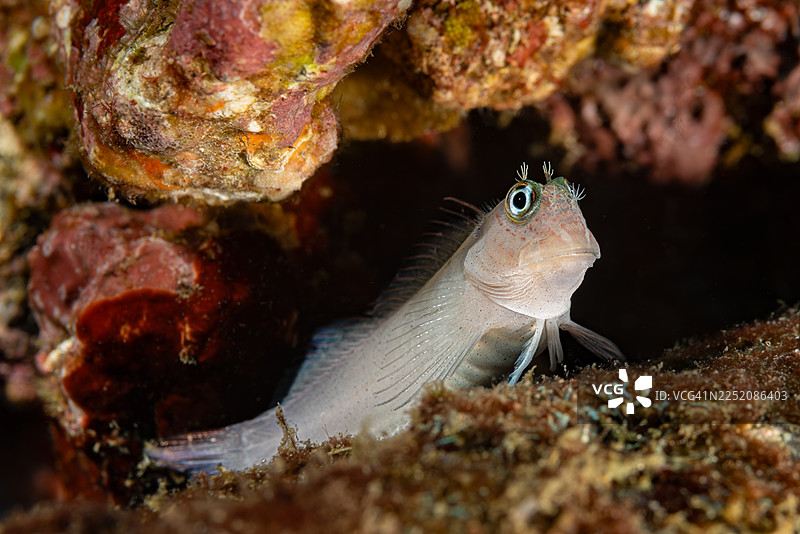 红斑海滨鱼（Cirripectes variolosus）的浅色变种，努库希瓦，马克萨斯群岛，法属波利尼西亚图片素材