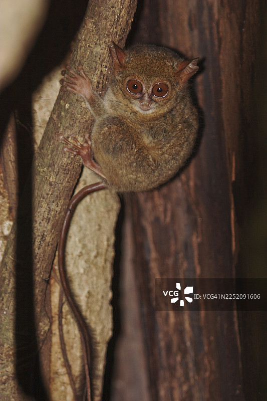 脆弱的格氏幽灵猴 (Tarsius spectrumgurskyae)，当地也称为“乌星”，位于印度尼西亚苏拉威西岛的唐科科巴图阿古斯自然保护区。图片素材