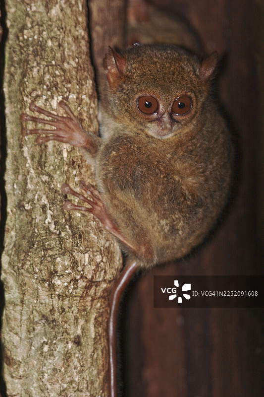 脆弱的格氏眼镜猴（Tarsius spectrumgurskyae），当地也称为“乌辛”，在印度尼西亚苏拉威西岛的唐科科巴图安古斯自然保护区。图片素材