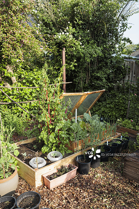 菜园里有蔬菜植物和冷藏架的抬高式花床图片素材