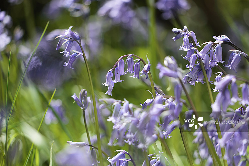 科尼什花园里盛开的蓝铃花图片素材