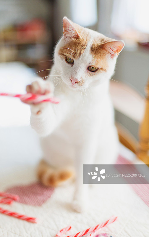 节日圣诞节期间，一只顽皮的猫在家中玩弄着拐杖糖图片素材