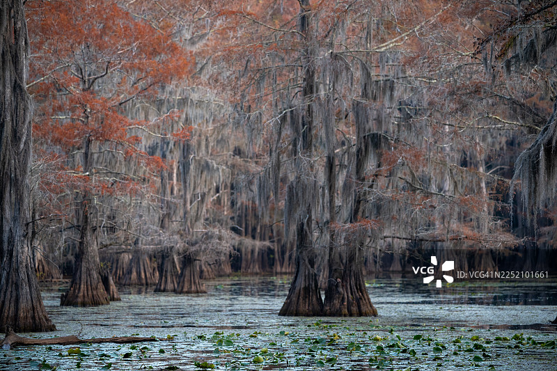 秋季，卡多湖和落羽杉森林图片素材