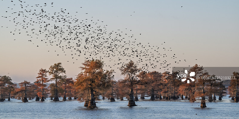 秋季，黑鸟飞过卡多湖的落羽松图片素材
