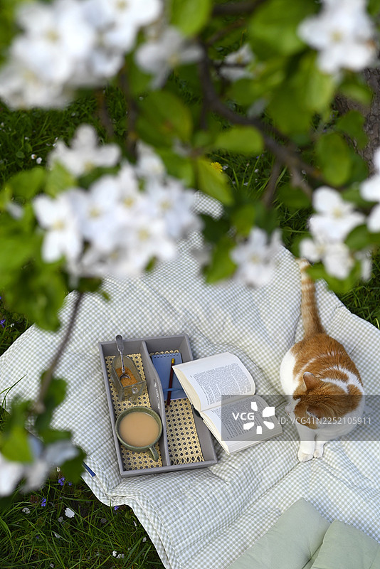 花园里，猫咪、复古茶具和一本书在苹果花下图片素材