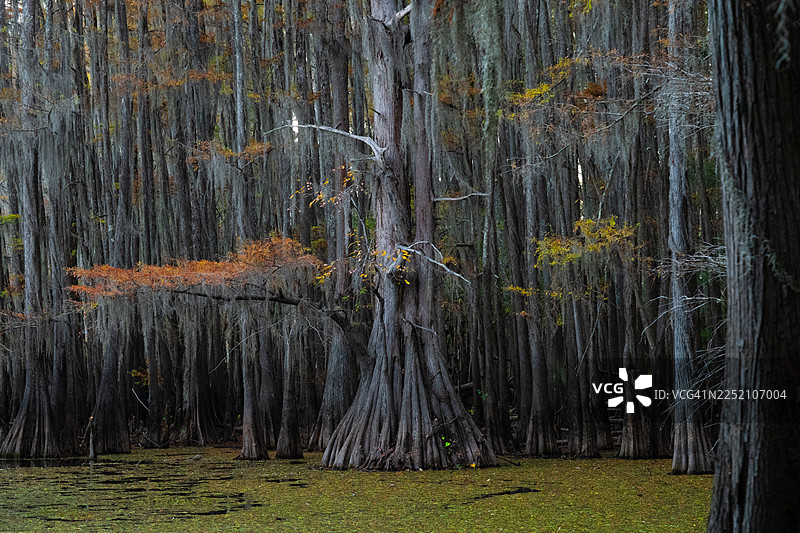 卡多湖畔柏树的秋日色彩图片素材