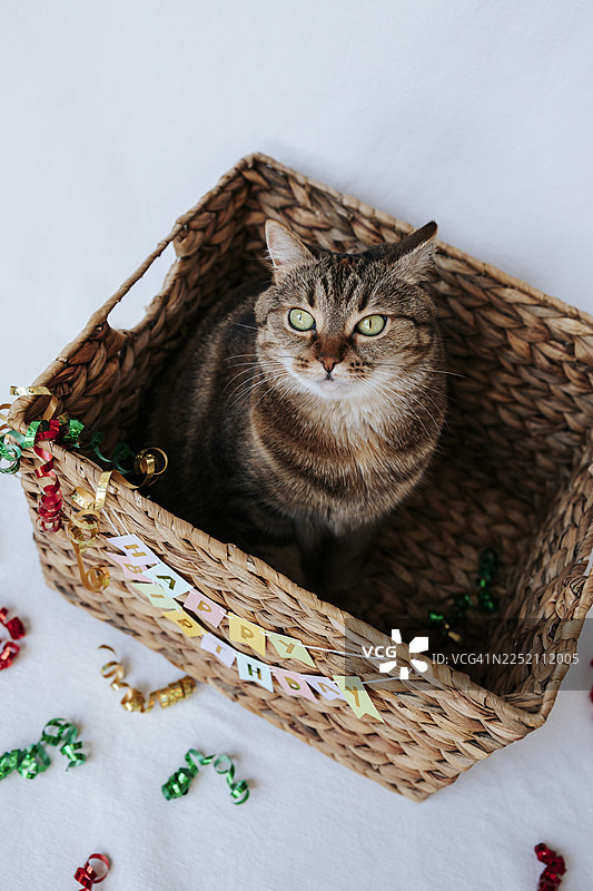 可爱的家猫坐在柳条篮中庆祝生日图片素材