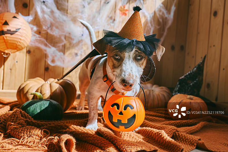 万圣节女巫服装的杰克罗素梗犬与南瓜灯图片素材