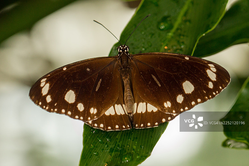 常见crow蝴蝶（Euploea core）图片素材