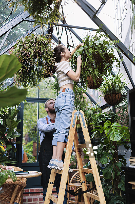 男子站在梯子上，在温室里检查植物，旁边是合伙人图片素材