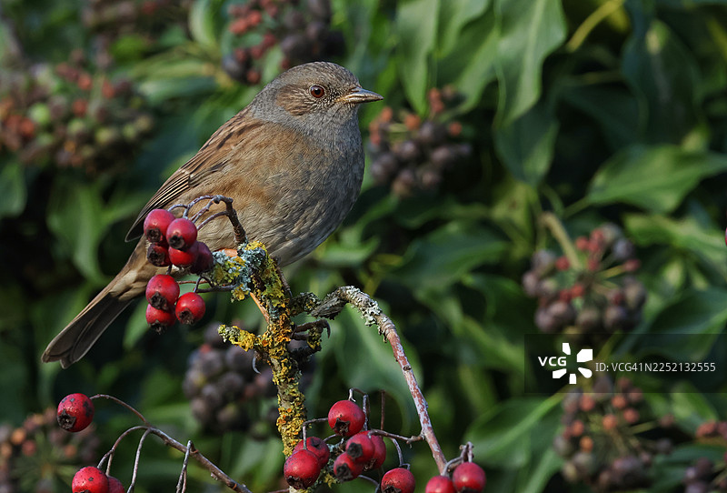 一只可爱的插入雀（Prunella modularis）栖息在山楂树的树枝上。图片素材