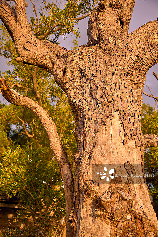 特写一棵大树的树干和较低的树枝。图片素材