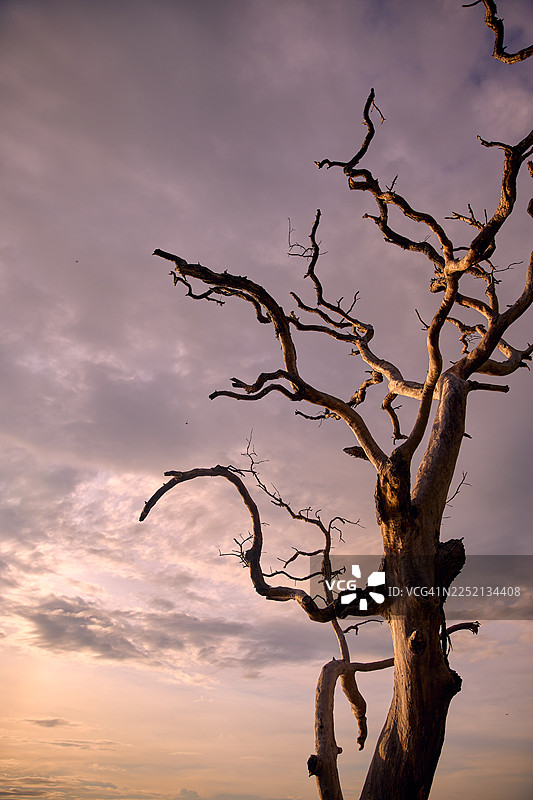 一棵孤零零的扭曲枯树在多云的天空下，低角度拍摄。图片素材
