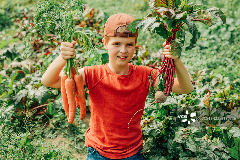穿着红色衬衫的孩子在花园收获时拿着胡萝卜和甜菜根图片素材