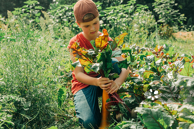 秋季在有机花园里采摘新鲜胡萝卜的儿童图片素材