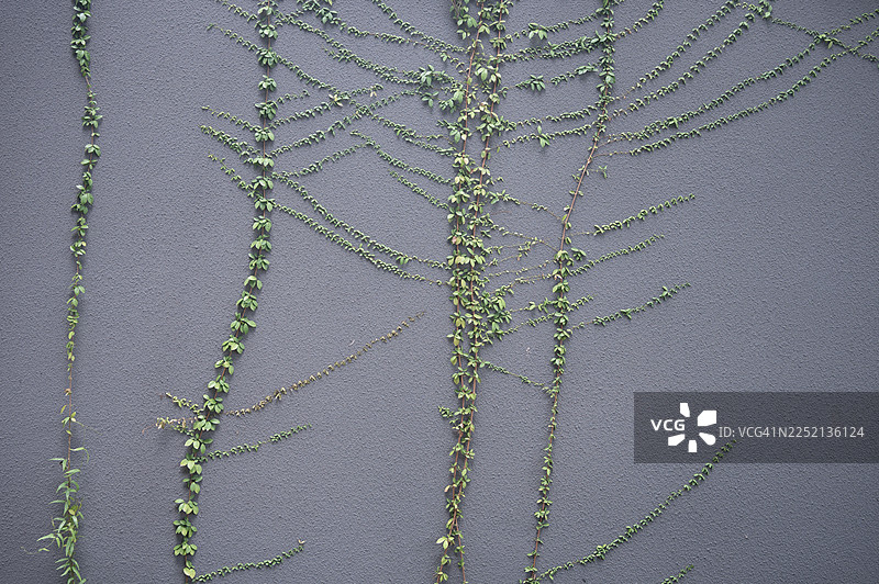 青翠的常春藤爬满灰色墙壁。图片素材