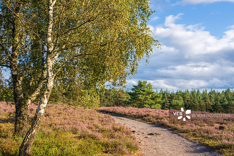 吕讷堡石楠荒原布伦斯贝格的白桦树和远足小径的石楠景观图片素材