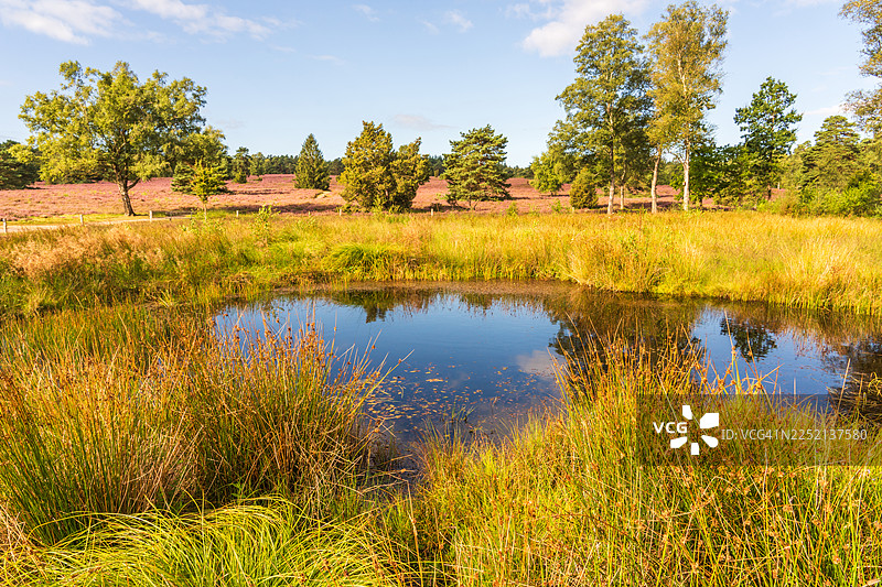 阳光明媚的日子里，吕讷堡石楠地布森巴赫谷（Büsenbachtal）的草地环绕着池塘图片素材