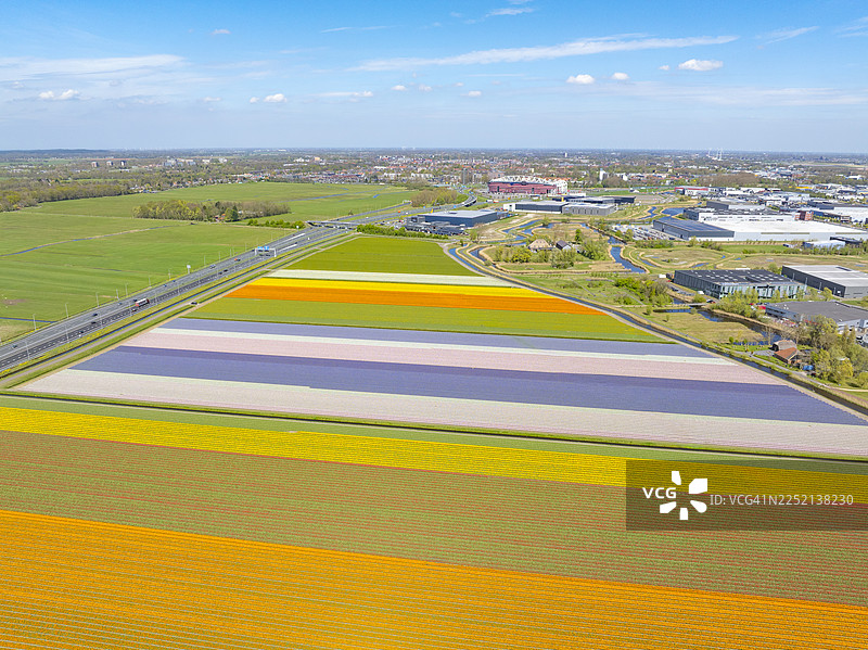 荷兰田野里盛开的郁金香图片素材