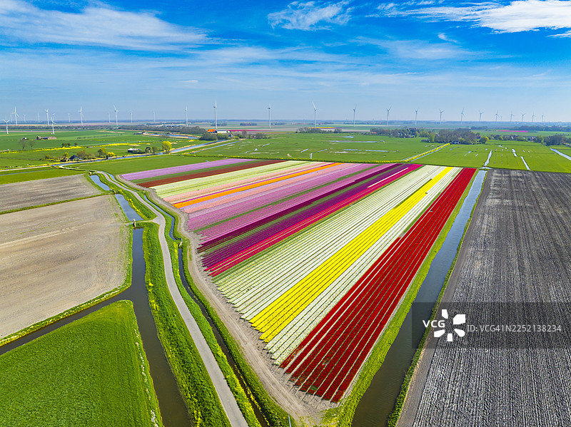 荷兰田野里盛开的郁金香图片素材