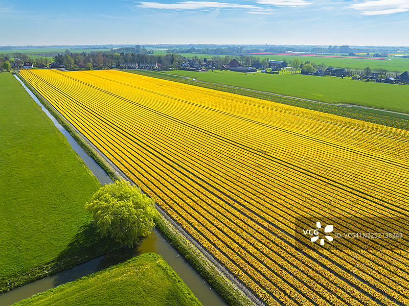 荷兰田野里盛开的郁金香图片素材