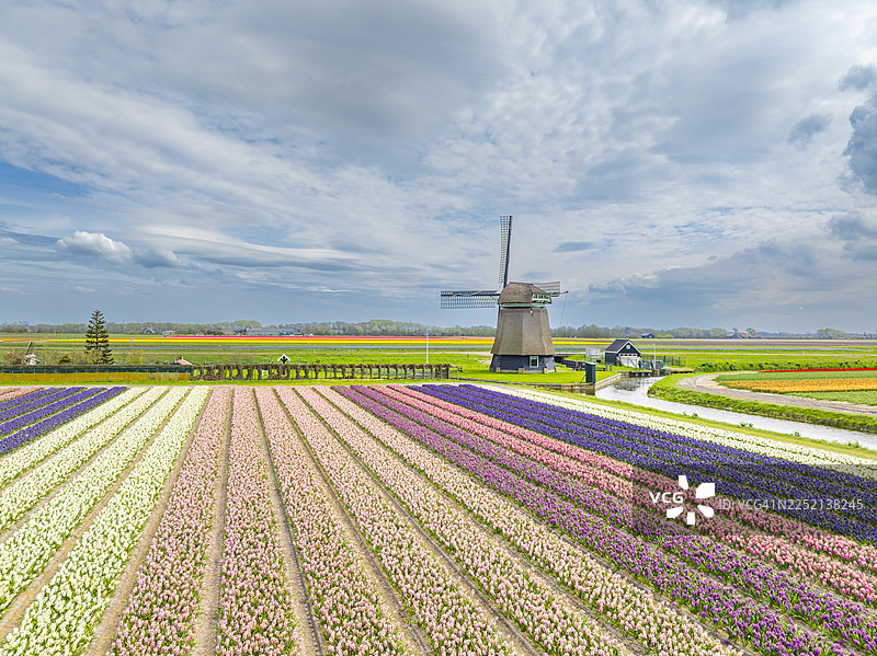 荷兰田野里郁金香盛开，背景有风车图片素材