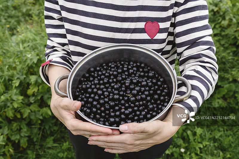 穿着条纹衬衫的人在花园里采摘黑醋栗图片素材